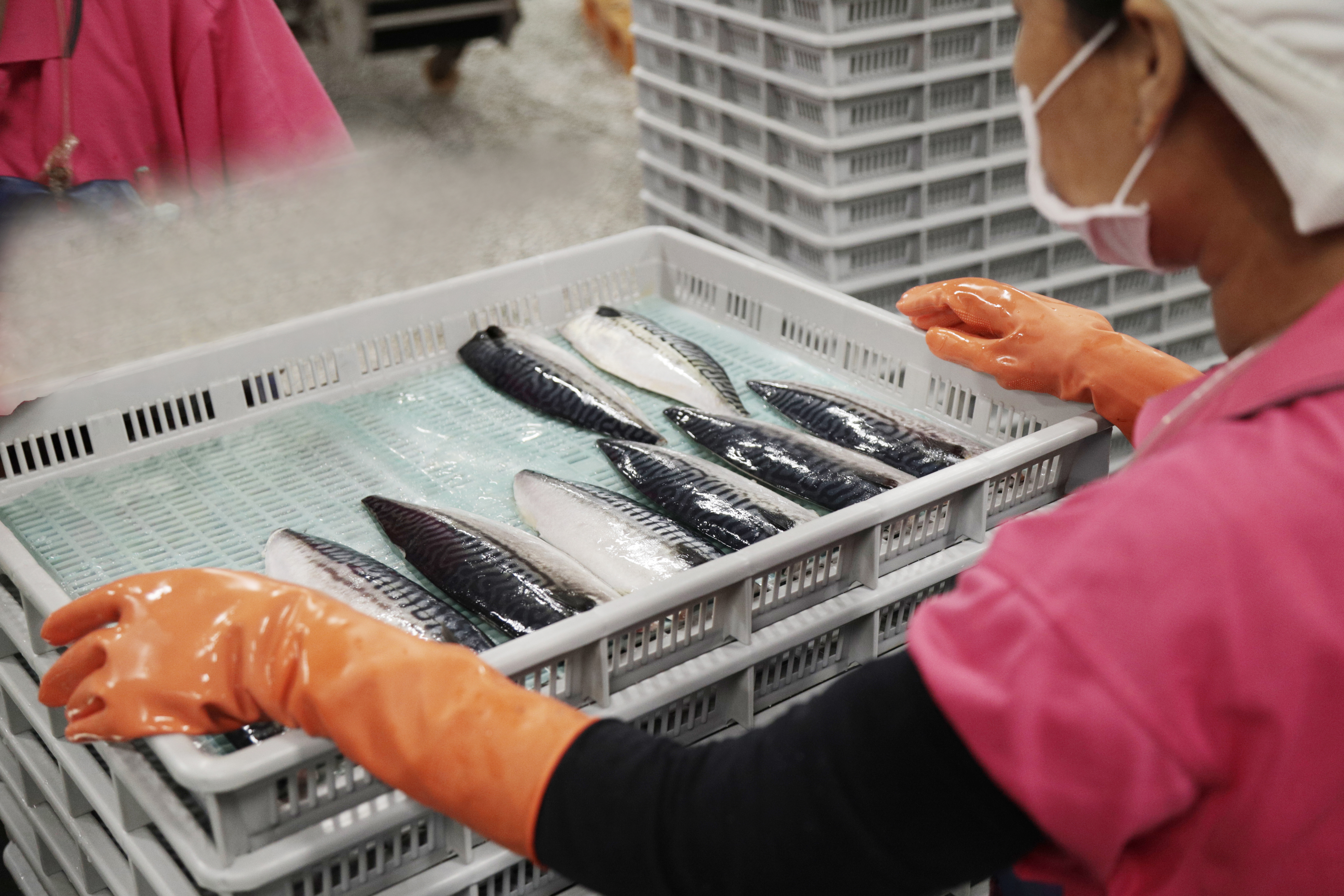 鯖魚切片處理過程__從鹽水取出檢查排查