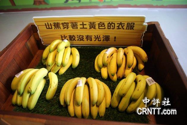 日本天皇御用的香蕉，過去都是由南投集集鎮生產