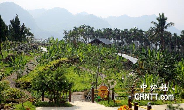 南投集集鎮是中台灣香蕉的重要產地，在田野間有許多香蕉園。