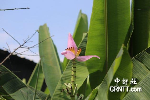香蕉大家都吃過，香蕉花可能大家都沒看過，形狀就像是蓮花一樣。